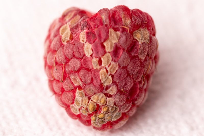 Woody skin on a raspberry